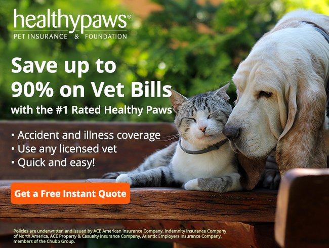 pet insurance